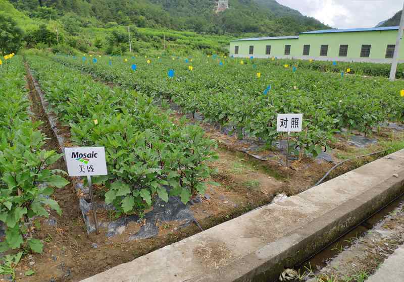 浙農(nóng)“高山茄子營養(yǎng)解決方案”受到專家及農(nóng)戶認可