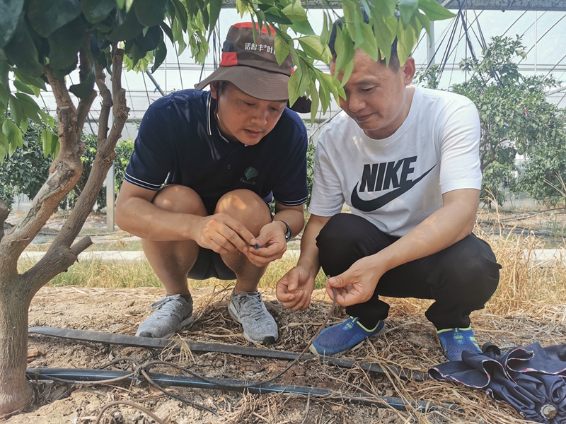 扶貧結對子 柑橘滿園紅 ——浙農(nóng)控股集團精準幫扶龍游縣柑橘產(chǎn)業(yè)發(fā)展紀實